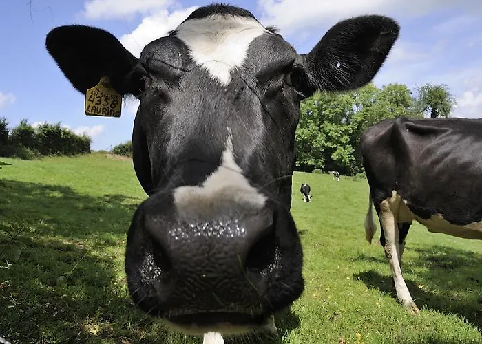 Western Сленакен